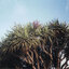 จันผาเลือดมังกร - Dragon Blood Tree (Dracaena Draco) 10 เมล็ด