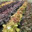 ฮิวเชร่าคละสี - Mixed Heuchera