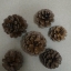 ลูกสนแห้ง 20 ลูก - Dried Pine Cone (เส้นผ่านศูนย์กลางประมาณ 3-4 ซม.)
