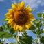 ทานตะวันเกรย์สตริป - Grey Strip Sunflower