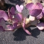 พริคลี่แพร์ซานตาริต้า (พันธุ์หนามยาว) - Opuntia violacea v. macrocentra