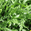 ร็อกเก็ตอิตาลี - Italian Rocket (Eruca sativa)