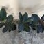 ต้นยางอินเดียใบดำ - Ficus elastica Black