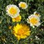 เดซี่การ์แลนด์คละสี (ตังโอ๋) - Garland Daisy (Crysanthemum coronarium)