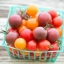 มะเขือเทศเชอรี่คละสี - Mixed Cherry Tomato