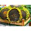 ทานตะวันรัสเซียดำ - Black Russian Sunflower (ต้นสูง)