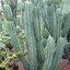 แก้วมังกรเม็กซิโก - Mexican Pitaya (Stenocereus queretaroensis)