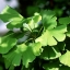 ต้นแปะก๊วย - Gingko