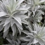 เสจขาว - White Sage (Salvia apiana)