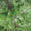 เคลวินเทอร์แดง - Winter Red Kale