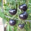 มะเขือเทศอินดิโกโรส - Indigo Rose Tomato