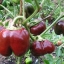 พริกหวานสีช็อกโกแลต - Chocolate Pepper