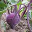 กะหล่ำปมสีม่วง - Purple Kohlrabi