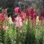 ลิ้นมังกรคละสี - Mixed Baby Snapdragon