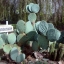 พริคลี่แพร์โรบัสต้า - Opuntia Robusta