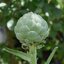 อาร์ติโชค - Green Globe Artichoke