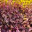 โหระพาเรดรูบิน - Red Rubin Basil