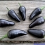 พริกจาลาปิโนสีม่วง - Purple Jalapeno Pepper