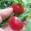พริกซาตานคิส - Satan Kiss Pepper