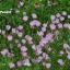 อีฟนิ่งพริมโรสสีชมพู - Pink Evening Primrose