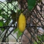 เสาวรสกล้วย - Banana Passionfruit
