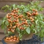 มะเขือเทศเชอรี่ฟอล F1 - Cherry Fall Tomato F1