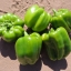 พริกหวานสีเขียว - Green California Wonder Pepper