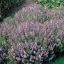 Tricolor Mixed Hyssop - ฮิสซอพสามสี
