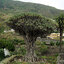 จันผาเลือดมังกร - Dragon Blood Tree (Dracaena Draco) 10 เมล็ด