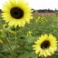 ทานตะวันเลม่อนควีน - Lemon Queen Sunflower