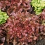 ผักสลัดโบลแดง - Red Salad Bowl Lettuce