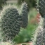 พริคลี่แพร์ทูน่าขาว - Opuntia Joconostle