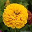 บานชื่นสีเหลืองคละชนิด - Yellow Canary bird Zinnia