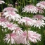 เครพิสสีชมพู - Crepis Rubra
