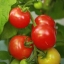 มะเขือเทศมินิเบล - Minibel Tomato