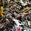 Converse & Vans