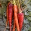 แครอทสีแดง - Scarlet Red Carrot