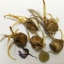 หญ้าฝรั่น - Crocus Sativus (Saffron)