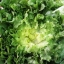 อองดีฟบลอนด์ฟูลฮาร์ท - Blonde Full Heart Endive