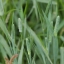 หญ้าทิมโมธี - Timothy Grass