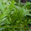ผักสลัดใบโอ๊ค - Oakleaf Lettuce