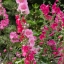 ฮอลลี่ฮอคคละสี - Mixed Hollyhock
