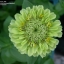 บานชื่นสีเขียว - Envy Zinnia