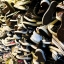 Converse & Vans