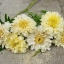 ดาวเรืองสีขาว - White African Marigold