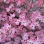 ด๊อกวู๊ดสีชมพู - Pink Dogwood Tree