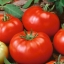 มะเขือเทศบีฟสเต็กสีแดง - Red Beefsteak Tomato