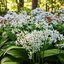 กระเทียมป่า - Wild Garlic Ramsons (Allium ursinum)