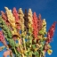 ควินัวคละสี - Mixed Quinoa