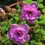 ผีเสื้อราตรีปอมปอมสีชมพู - Oxalis nidulans pompom 5 หัว